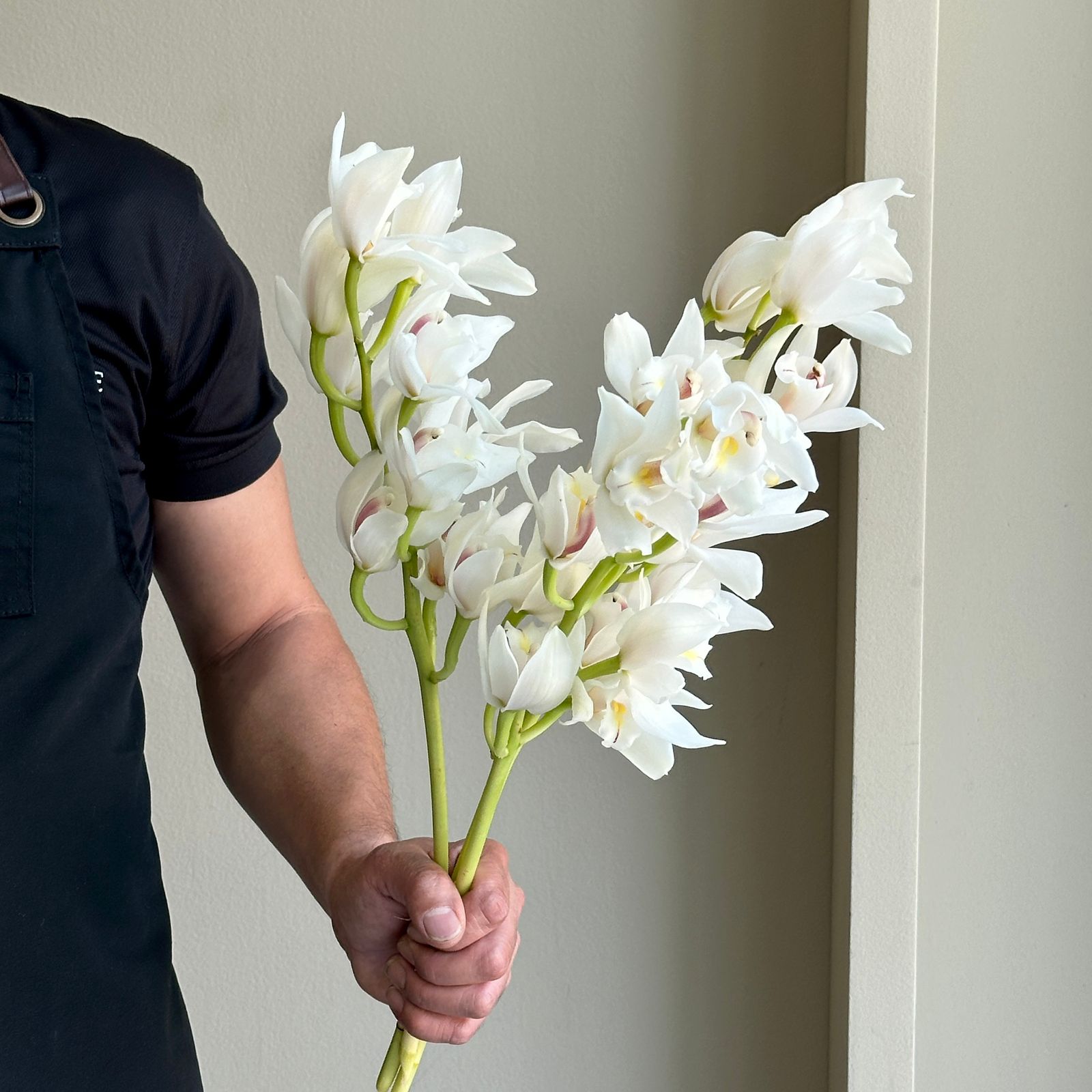 Cymbidium Mini - Insigne White