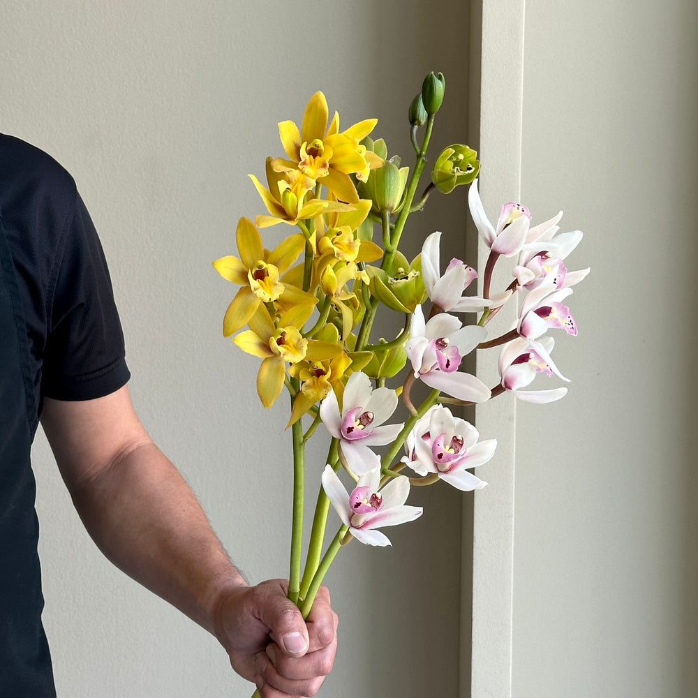 Cymbidium Mini - Golden Blush Mix