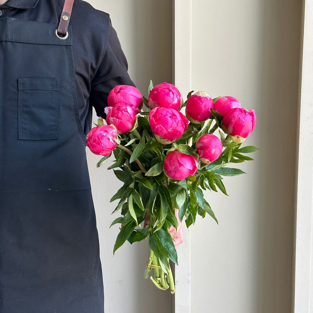 Peonies - Cytherea Coral