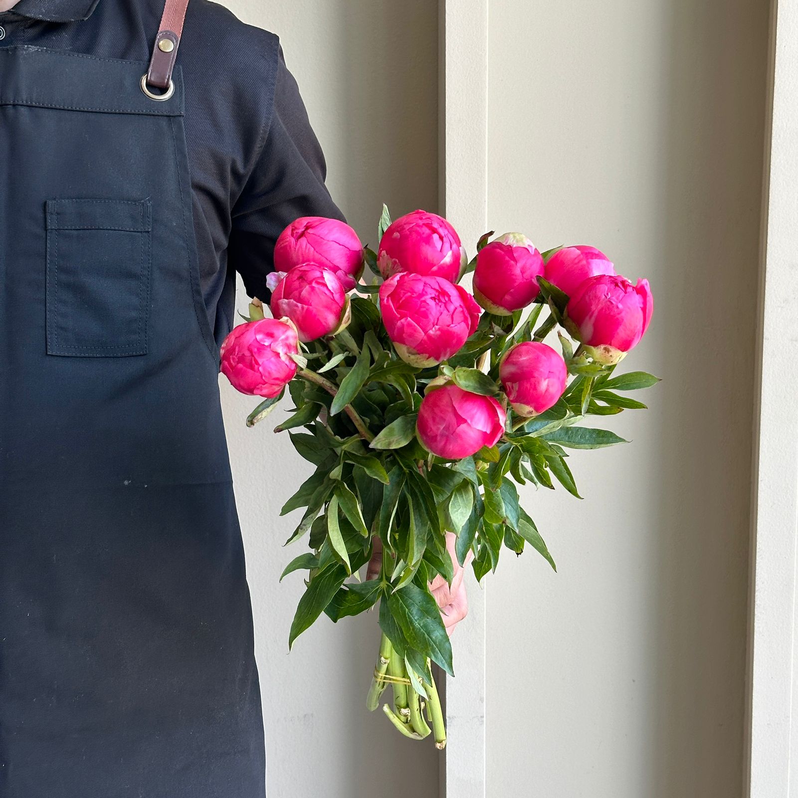Peonies - Cytherea Coral