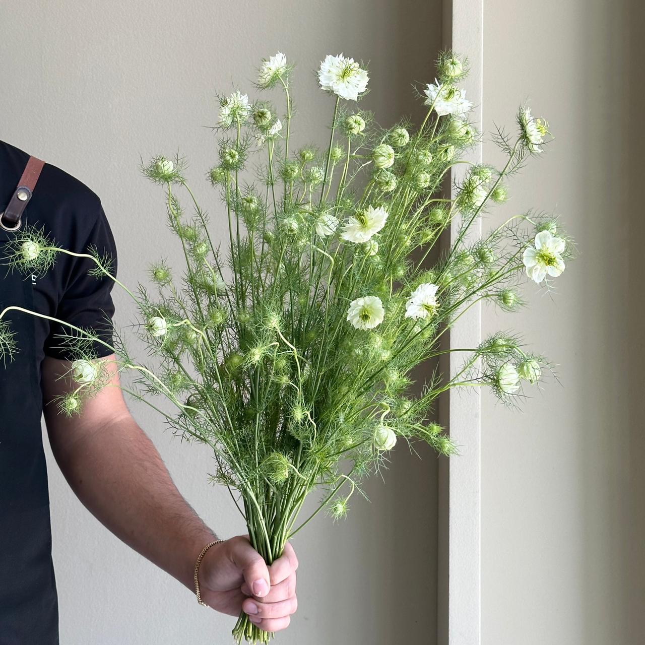 Nigella Damascena White