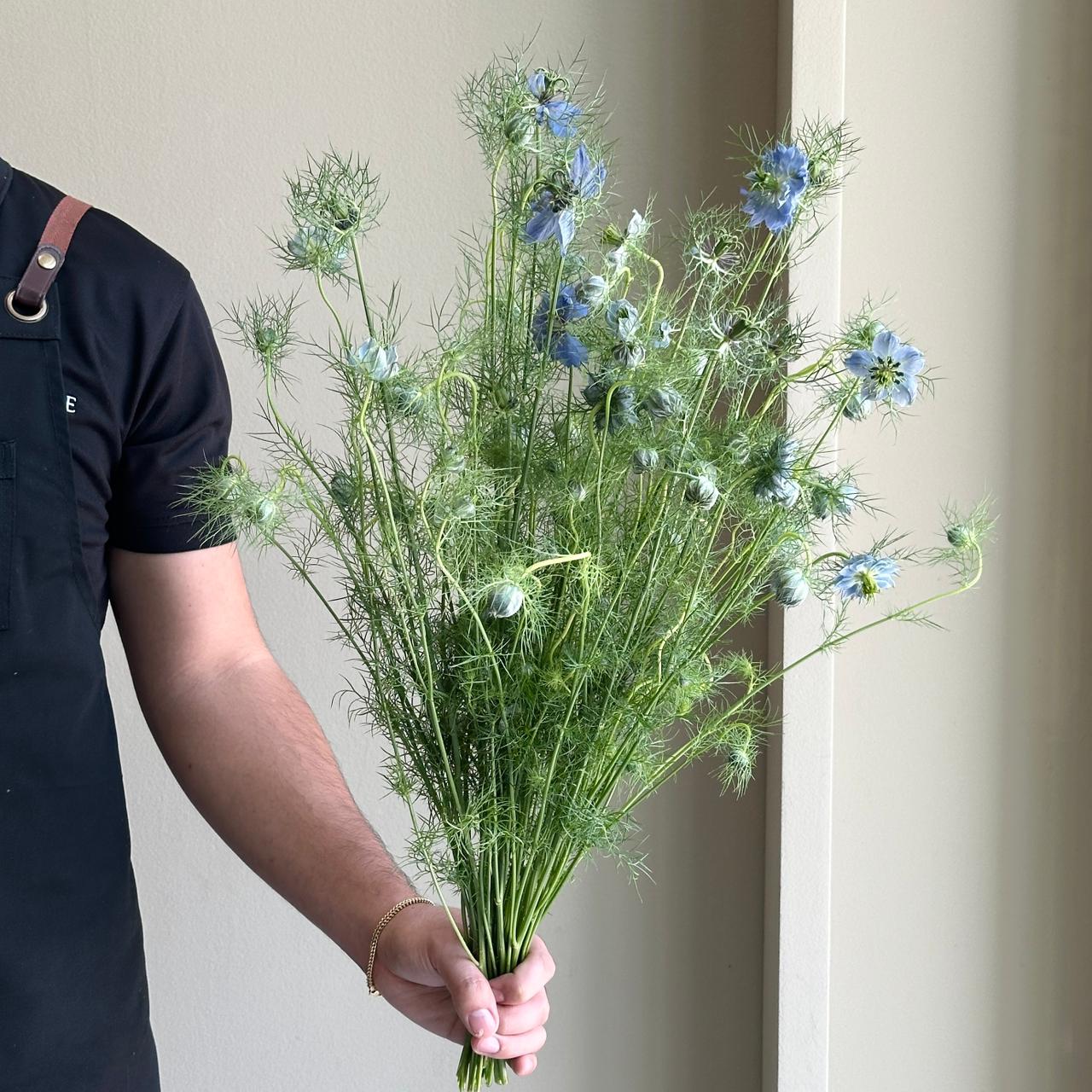 Nigella Damascena Dark Blue