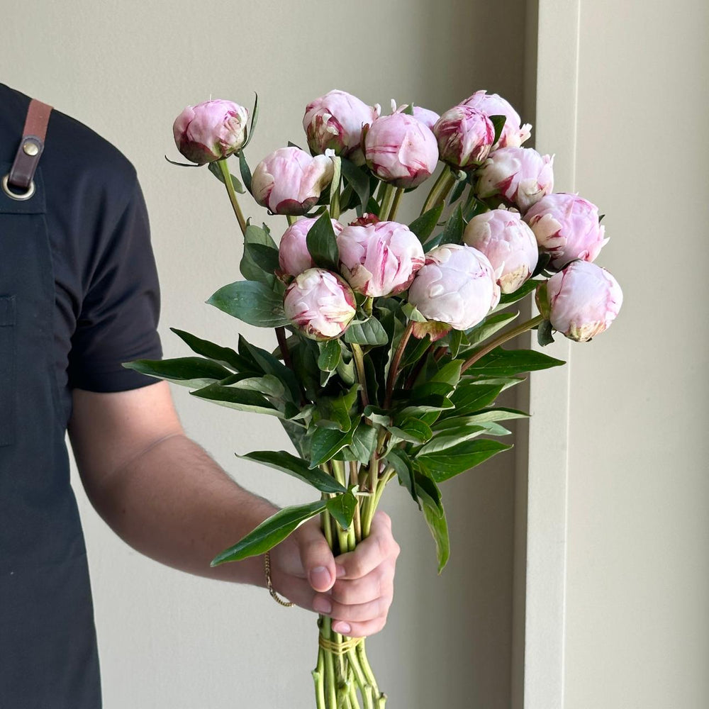 Peonies - Sarah Bernhardt Pink Mini (15 Stem)