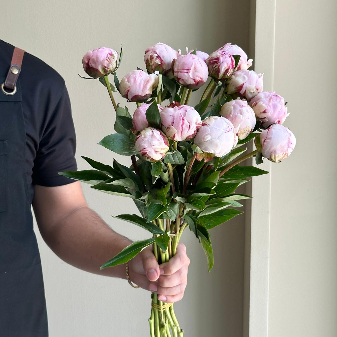 Peonies - Sarah Bernhardt Pink Mini (15 Stem)