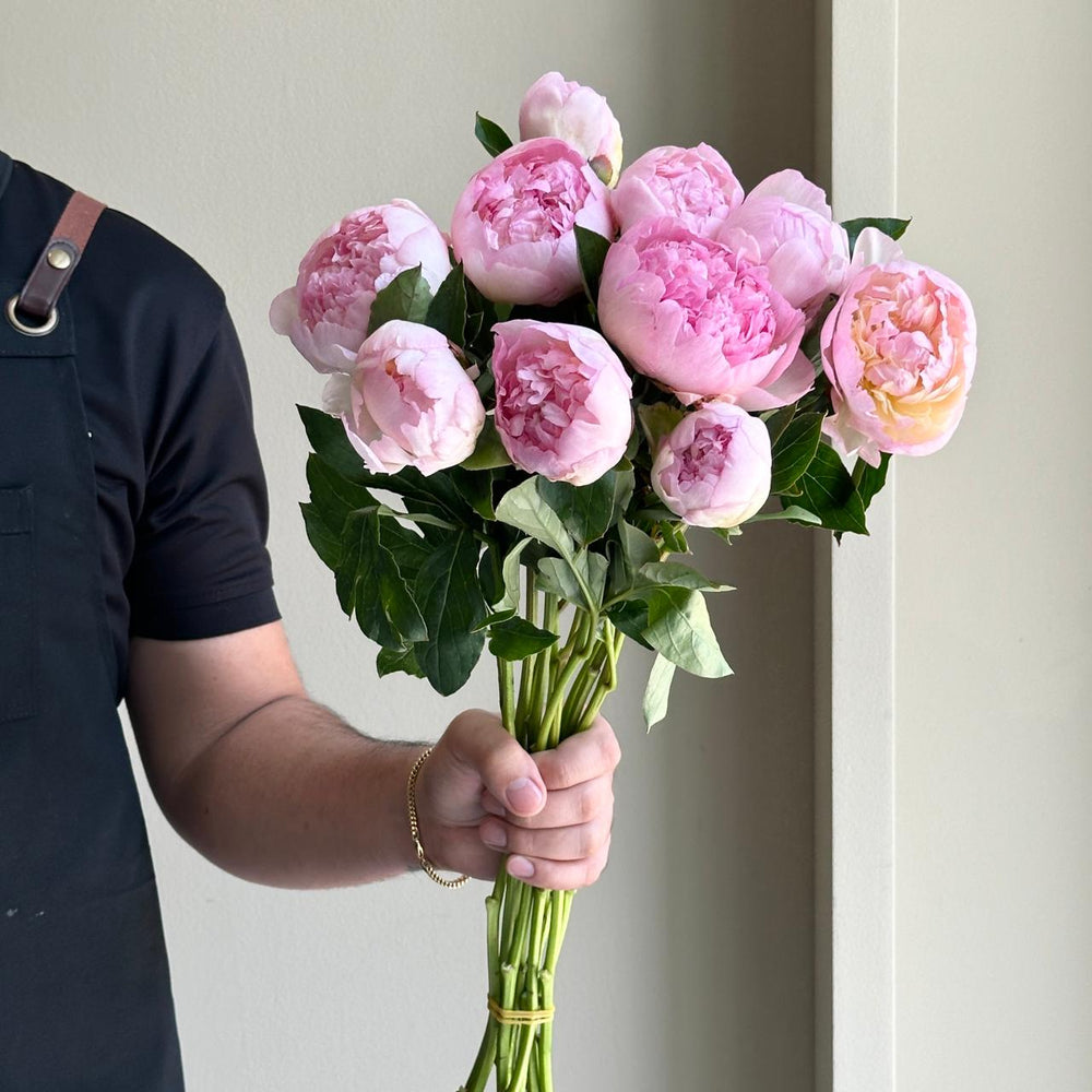 Peonies - Raspberry Sundae