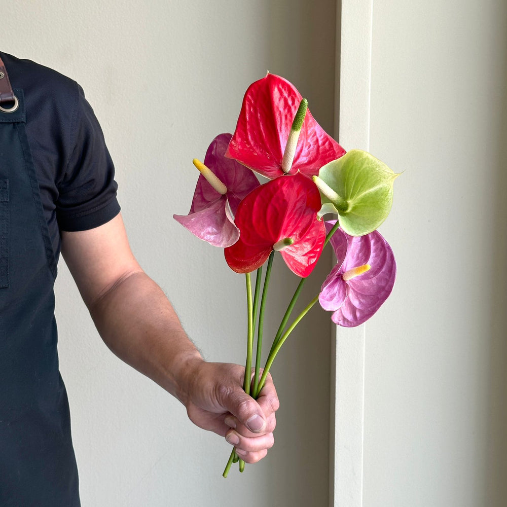 Anthuriums - Candy Blush Mix