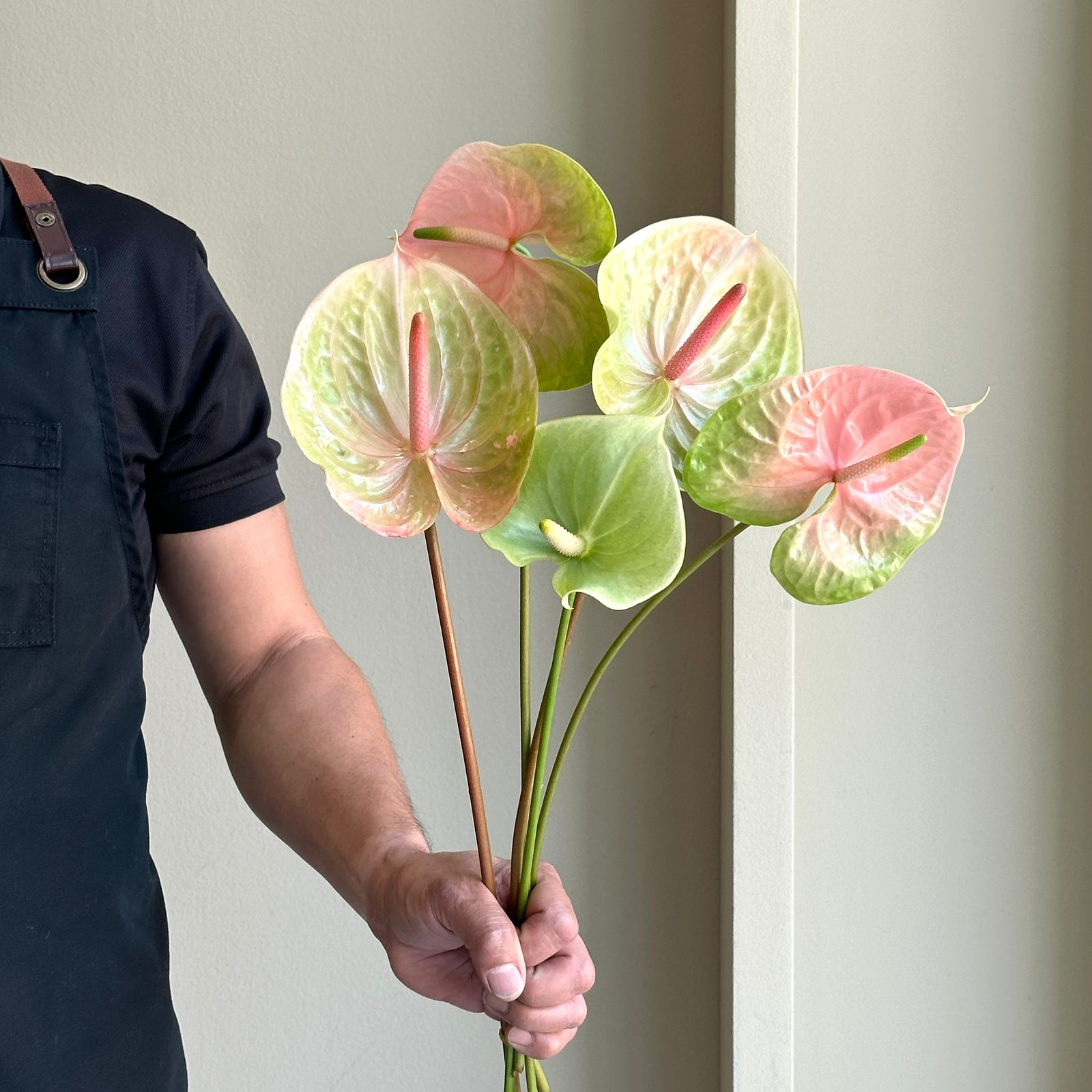 Anthuriums - Pearl Green Blush