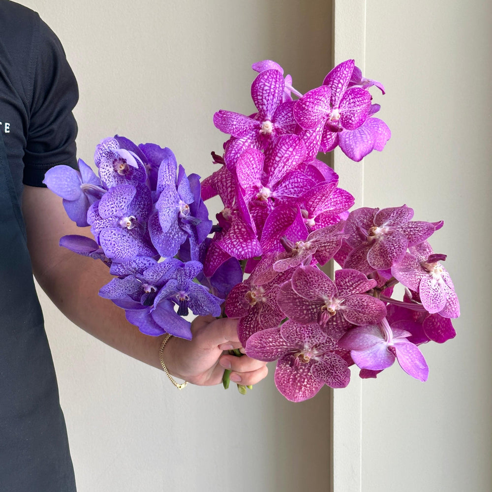 Vanda Orchids - Mirage Pink & Puple  Mix
