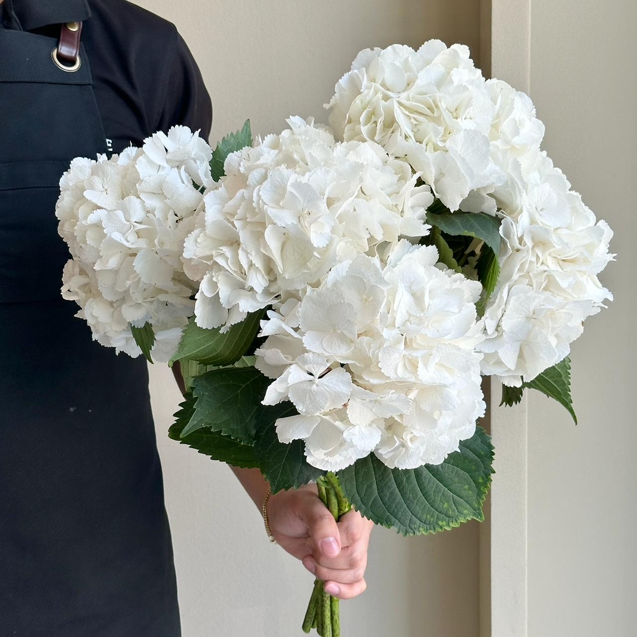 Hydrangea - White