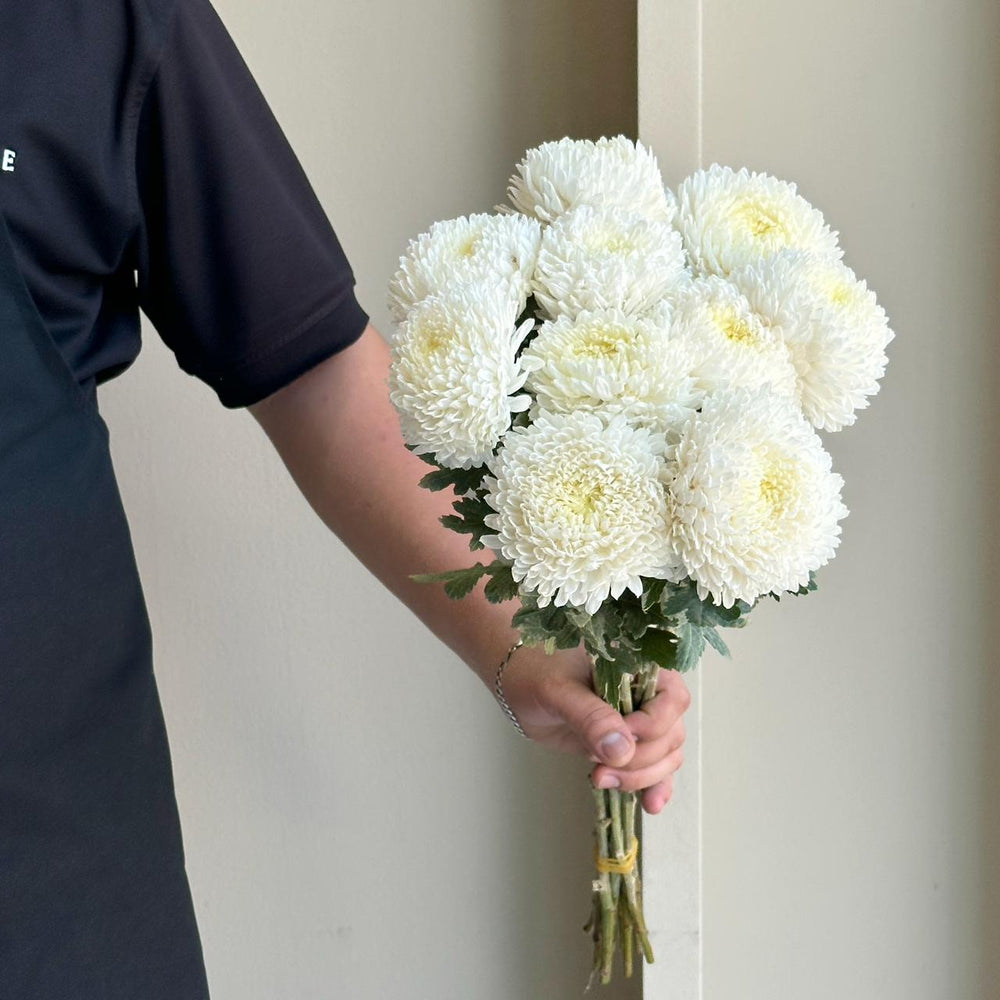 Chrysanthemum - White