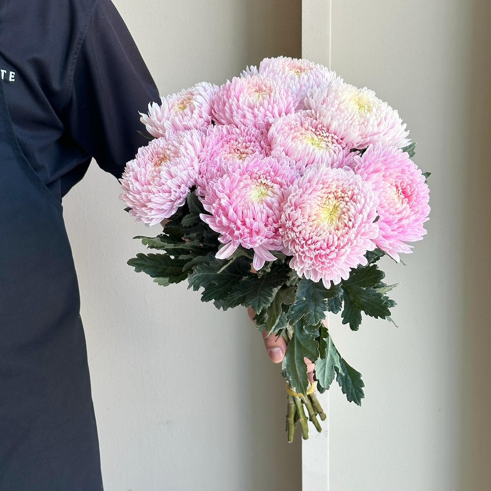 Chrysanthemum - Pale Pink