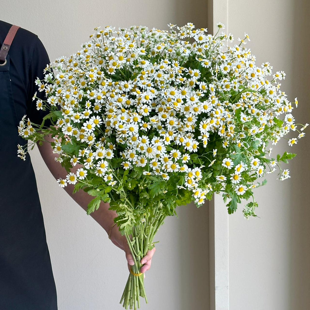 Camomile Cameron XL