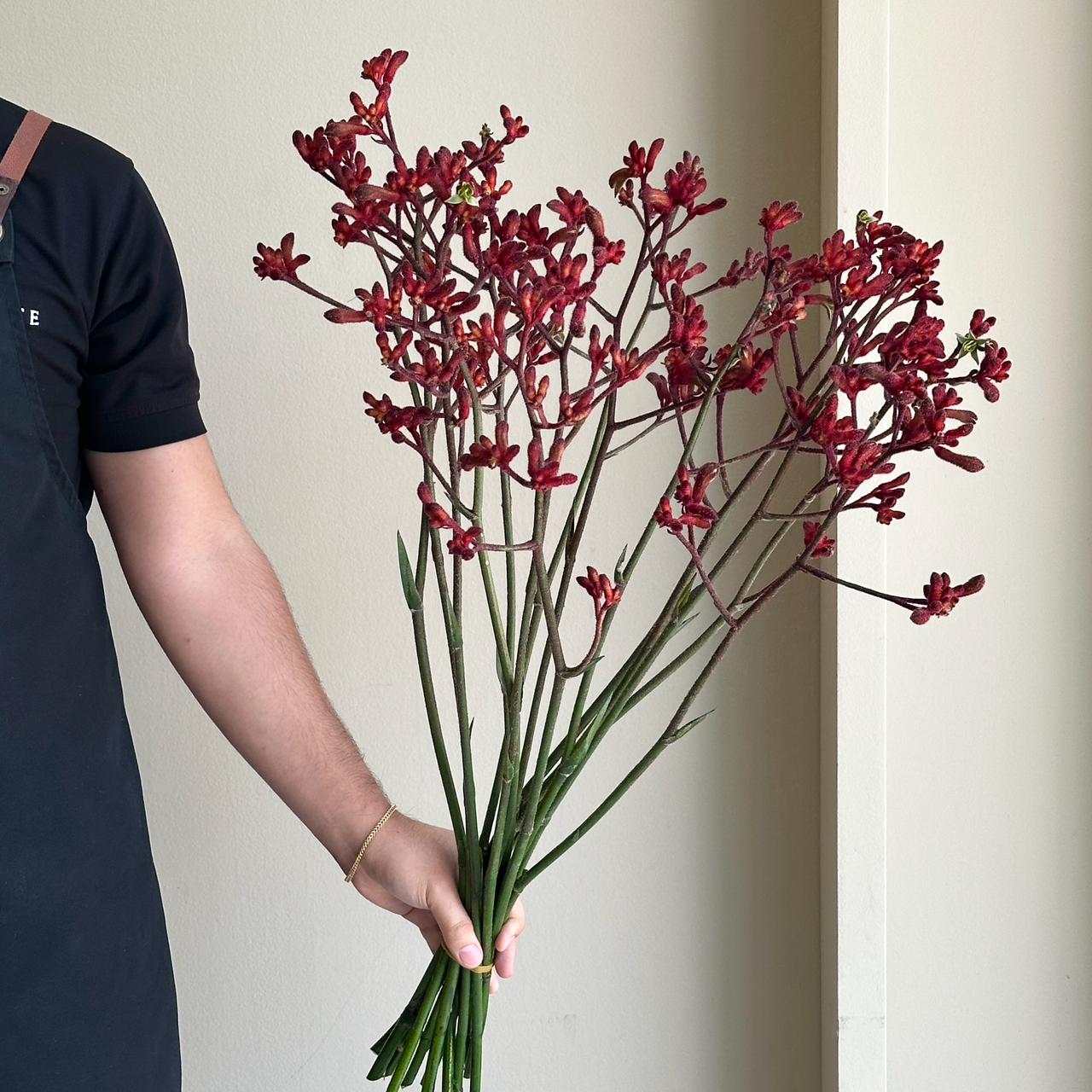 Kangaroo Paws - Early Spring Red (15 Stem)