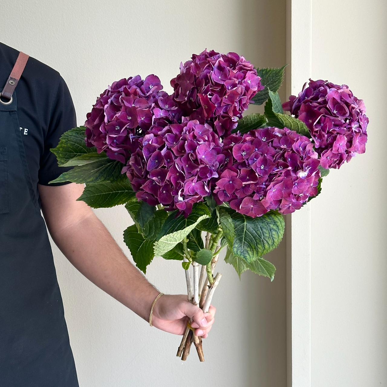 Hydrangeas - Mon Amour Paar