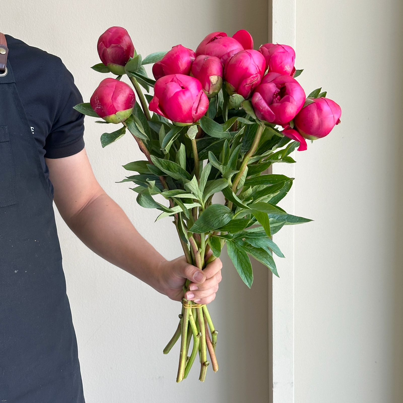 Peonies - Belgravia Red Pink