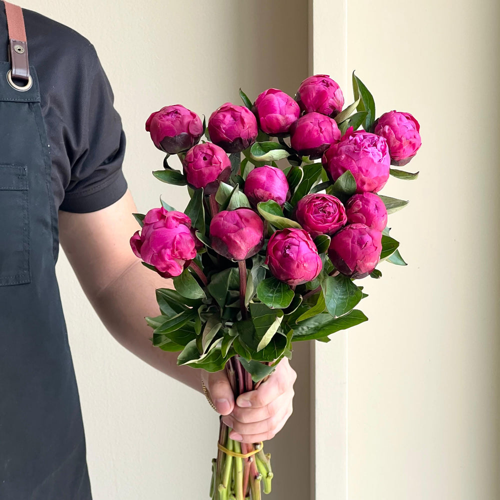 Peonies - Sarah Bernhardt Red Mini (15 Stems)