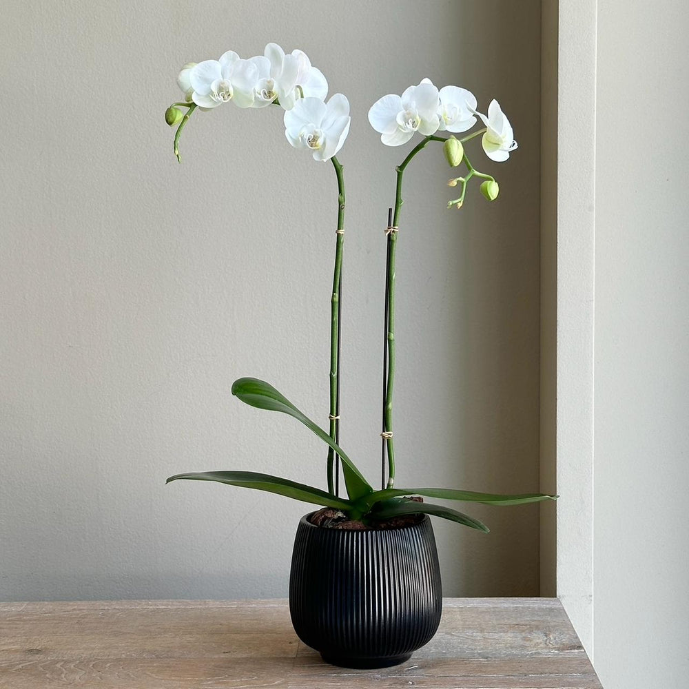 Phalaenopsis Plant Midi Double - White (Black Pot)