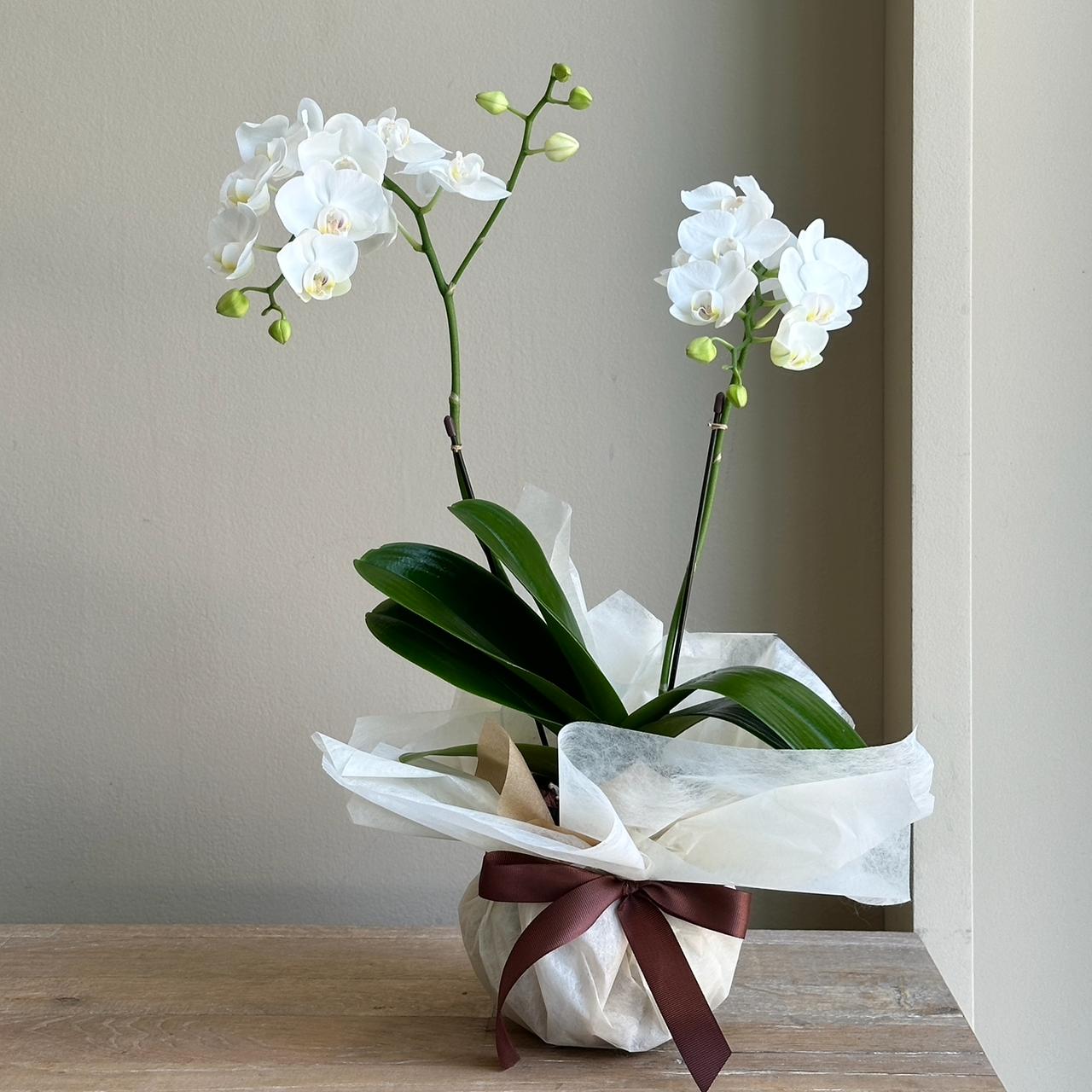 Phalaenopsis Plant Midi Double - White (Black Pot)