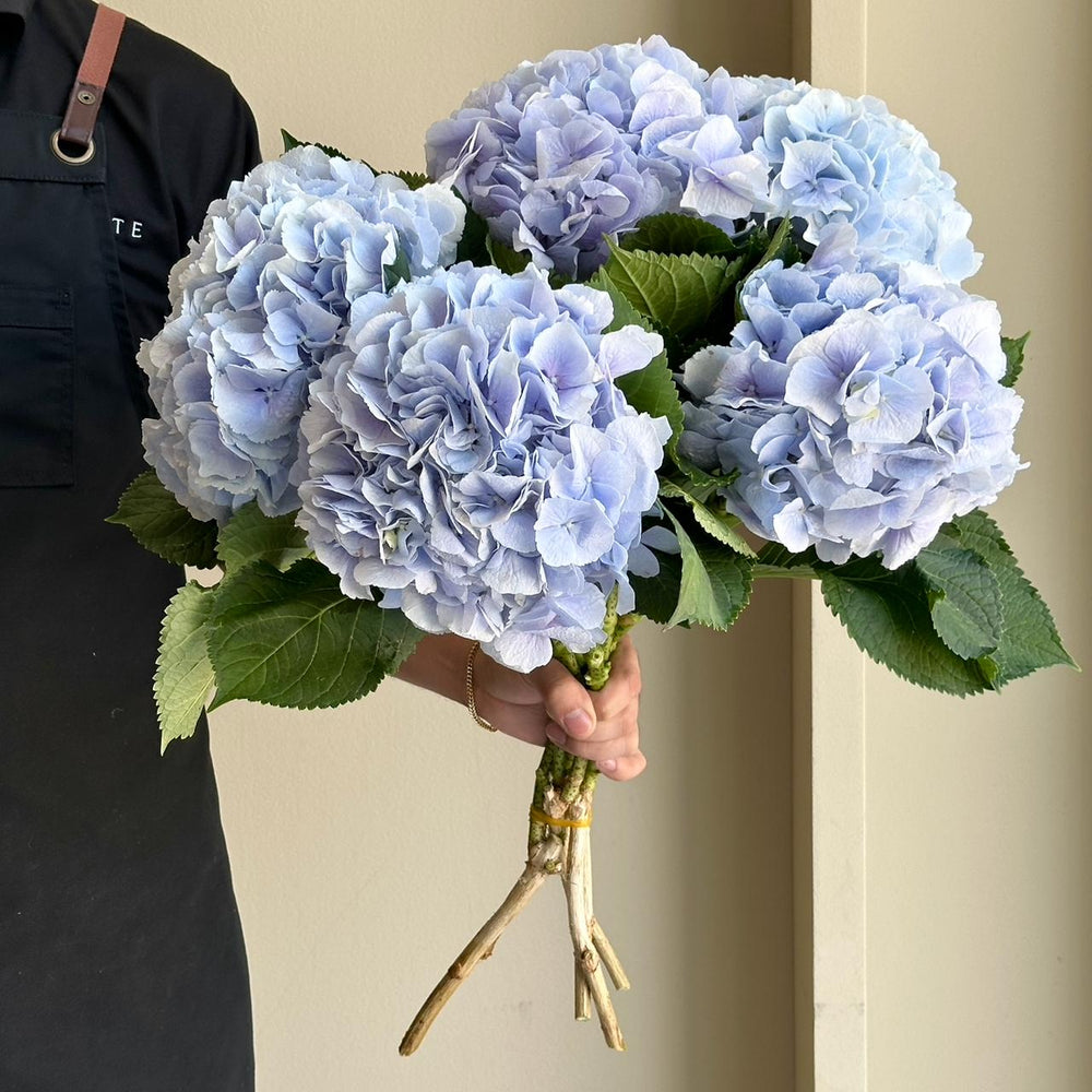 Hydrangeas - Verena Blue