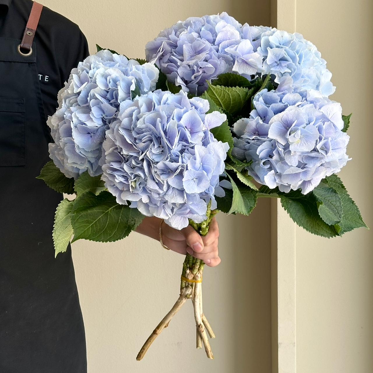 Hydrangeas - Verena Blue