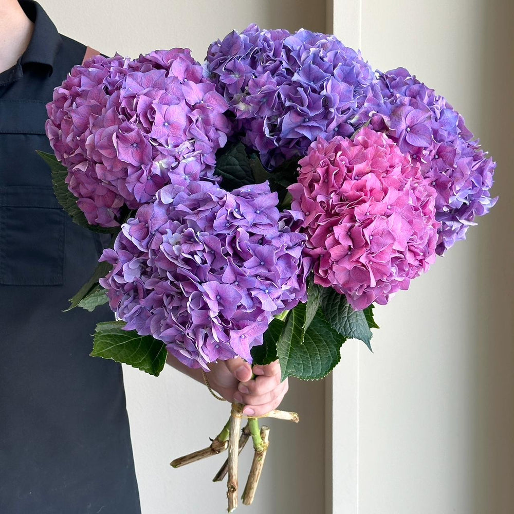 Hydrangeas - Rodeo Paars Pink