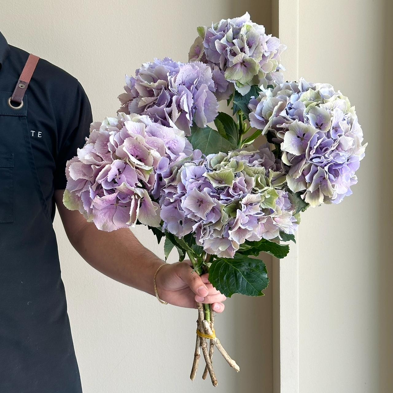 Hydrangeas - Royal Benefit Classic