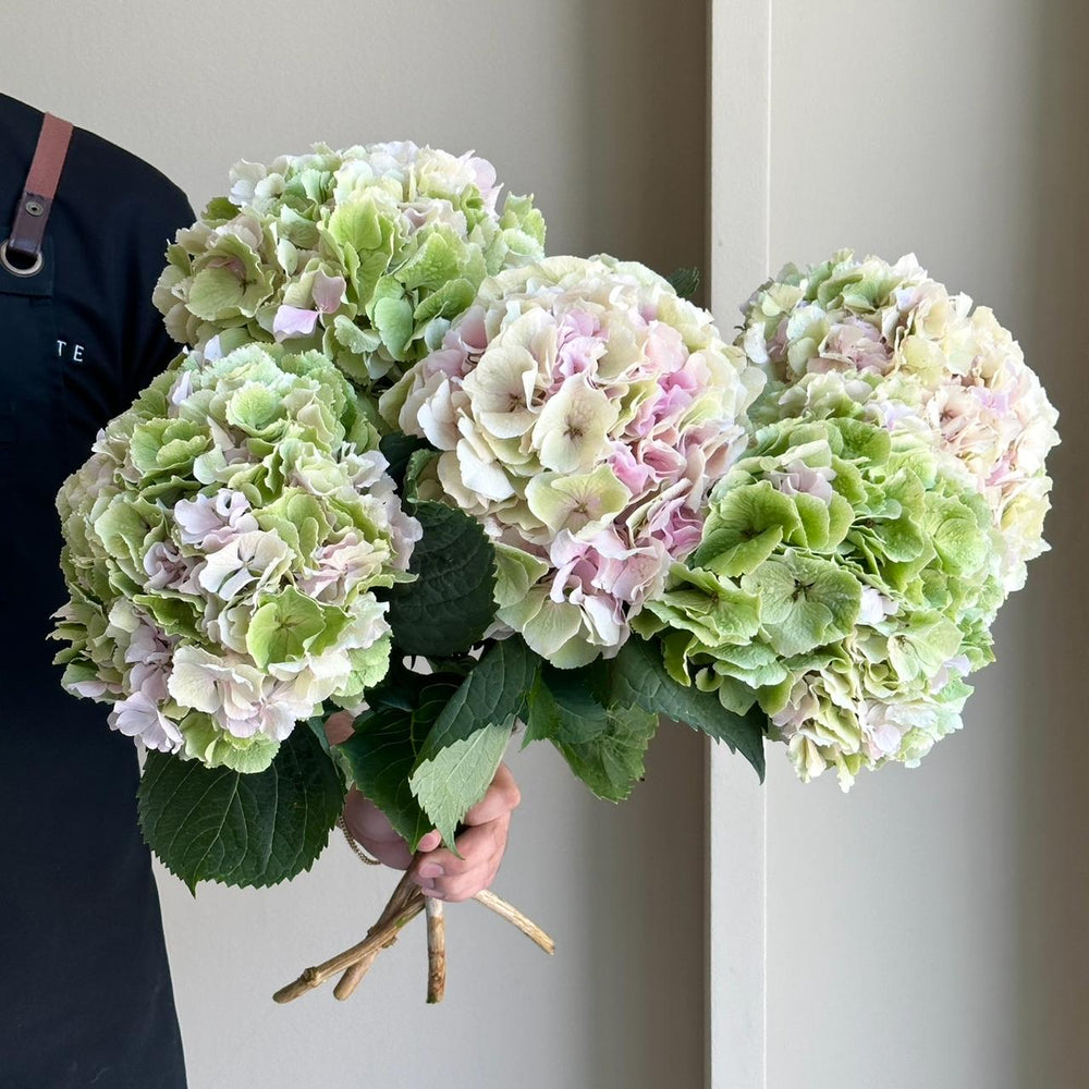 Hydrangeas - Verena Classic XL