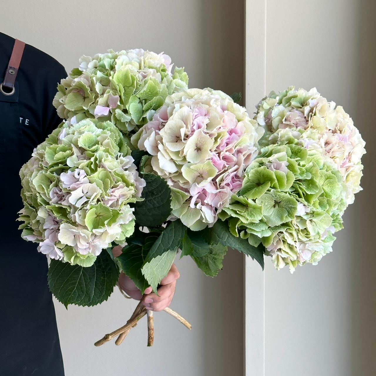 Hydrangeas - Verena Classic XL