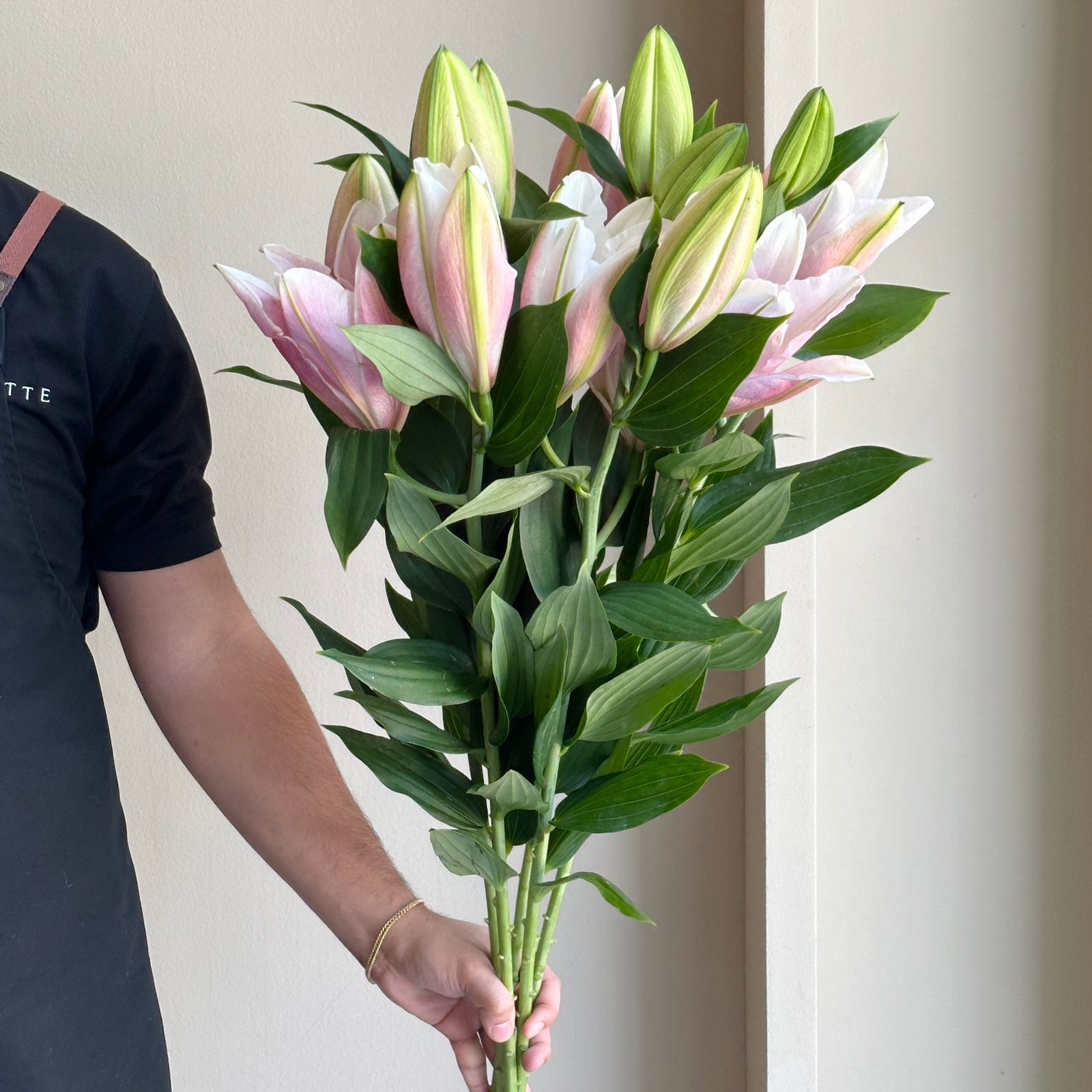 Lilies Oriental - Boudoir Pink
