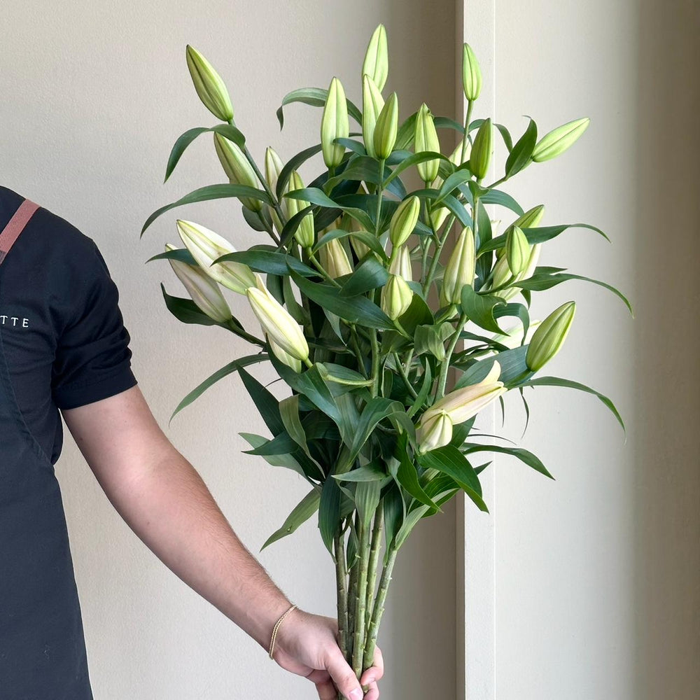 Lilies Orientpet - Zelmira Pink Apricot