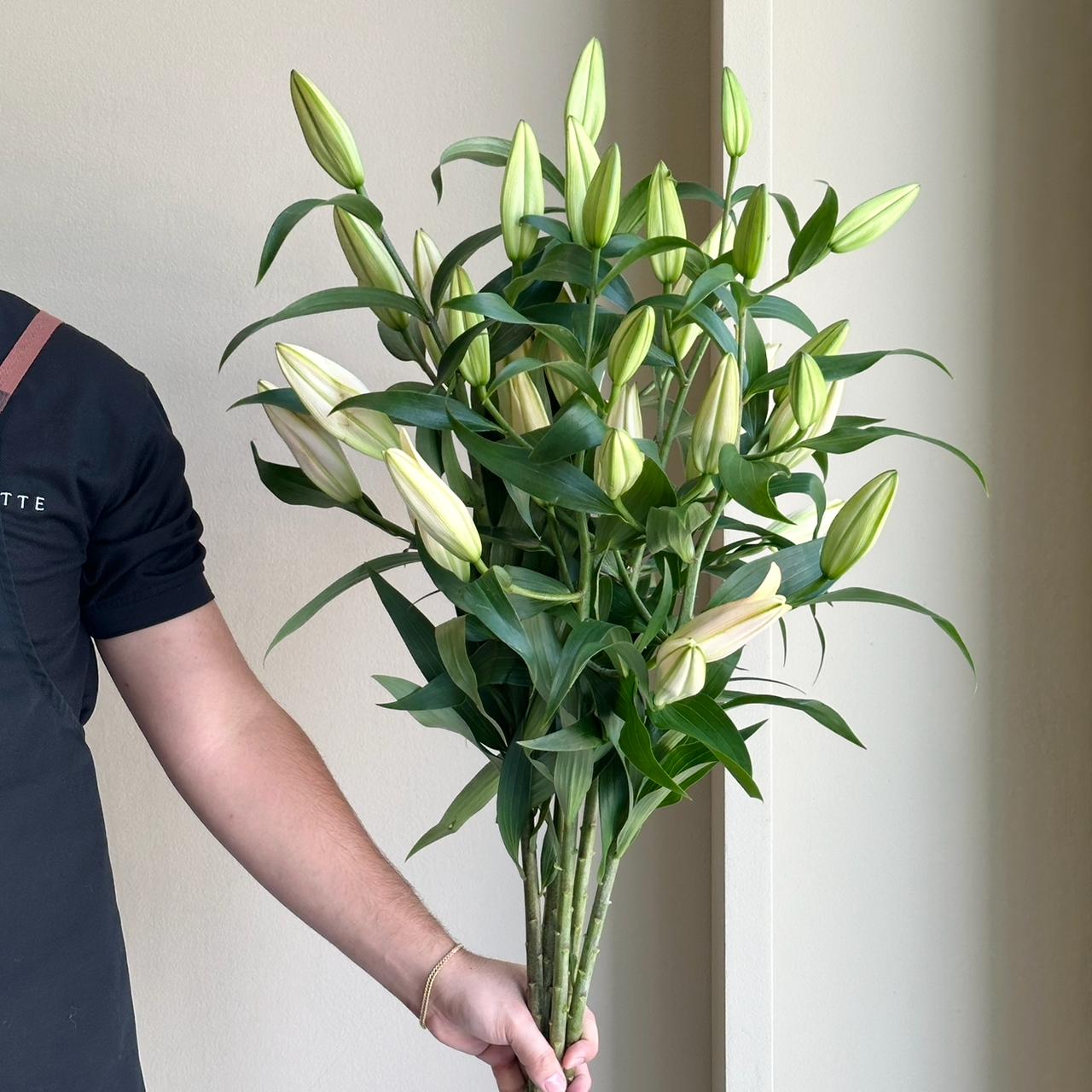 Lilies Orientpet - Zelmira Pink Apricot