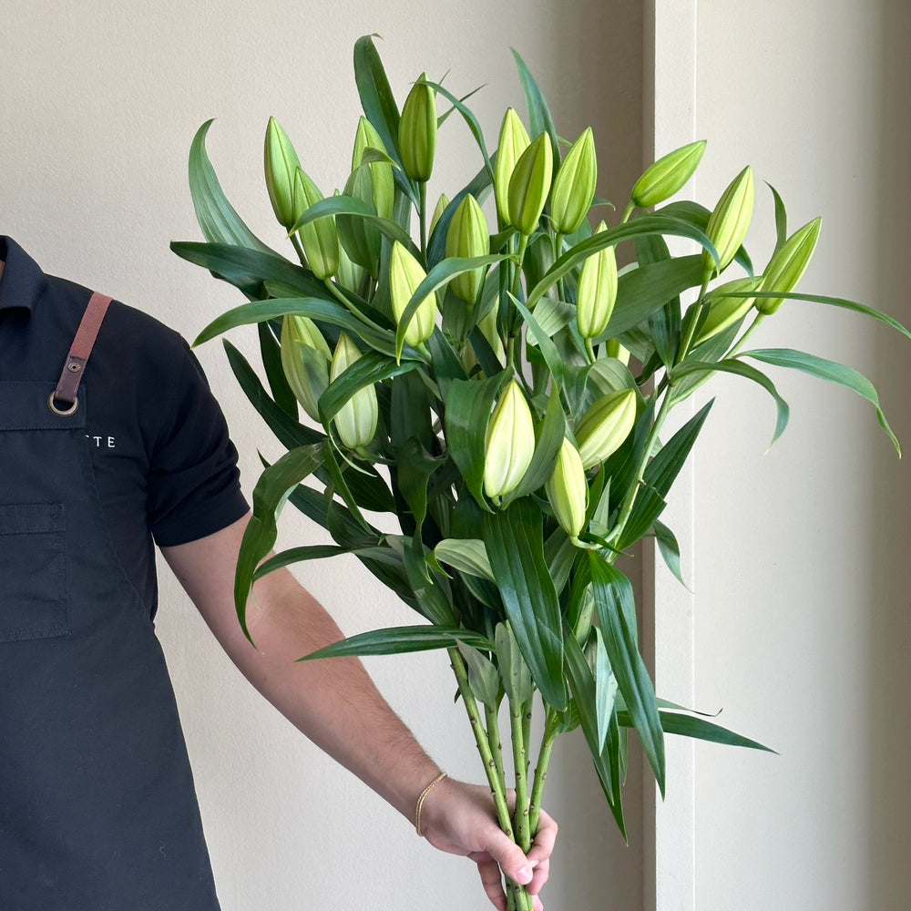 Lilies Oriental - Sempione