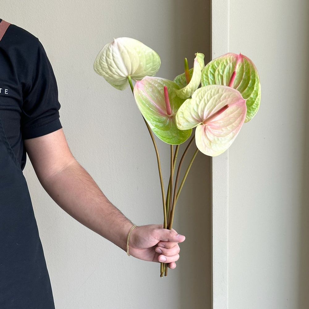 Anthuriums - Blush Whisper Mix