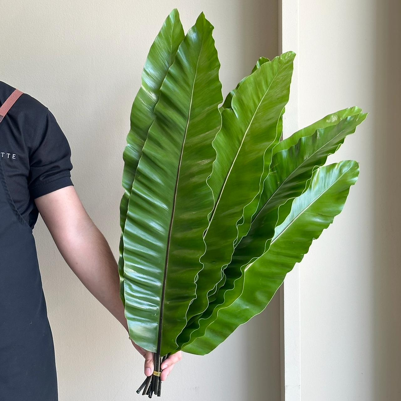 Bird's Nest Fern Leaves (Asplenium Nidus)