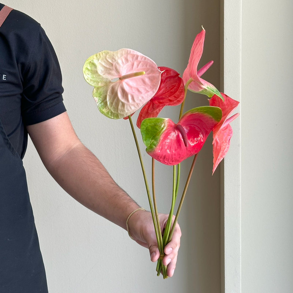 Anthuriums - Coral Kiss Mix