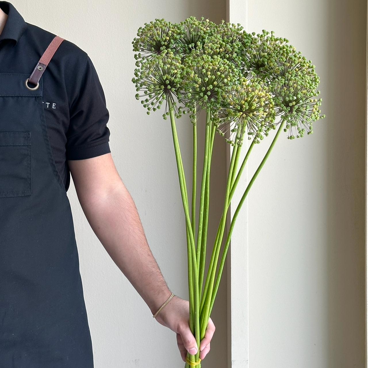Allium - Seed Heads