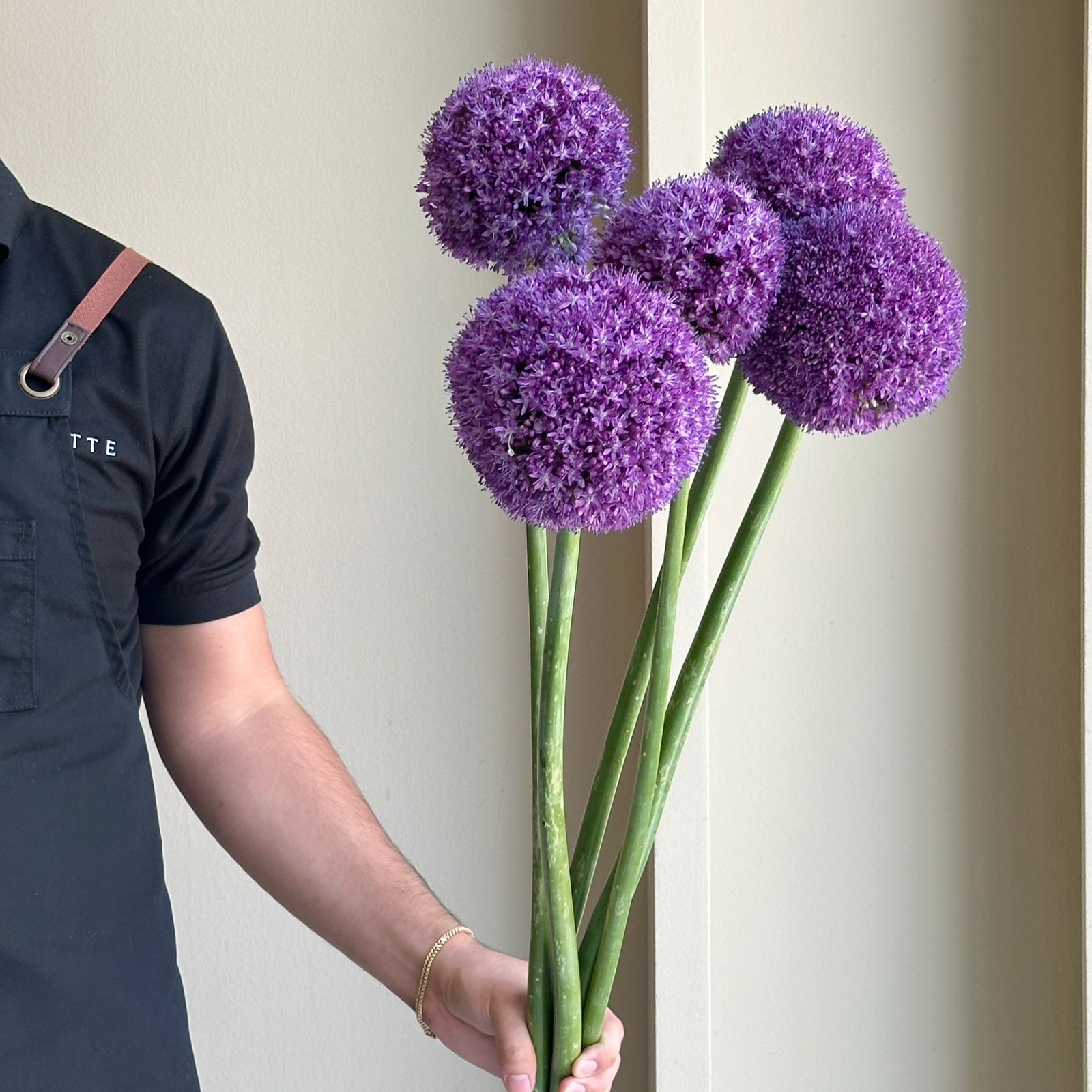 Allium - Ambassador Xl (5 Stem)