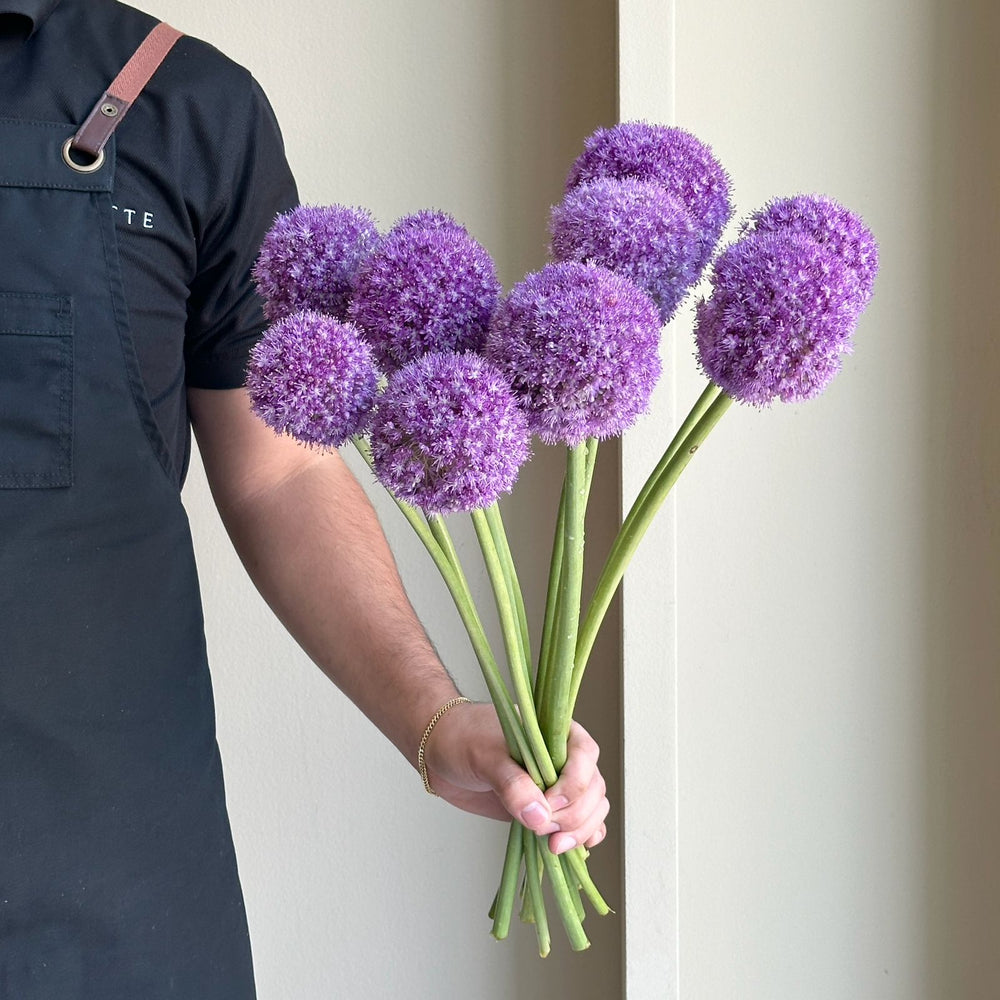 Allium - Giganteum Purple