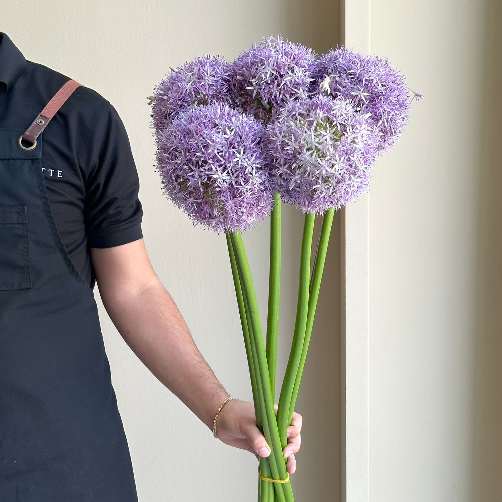 Allium - Globe Master (5 Stem)