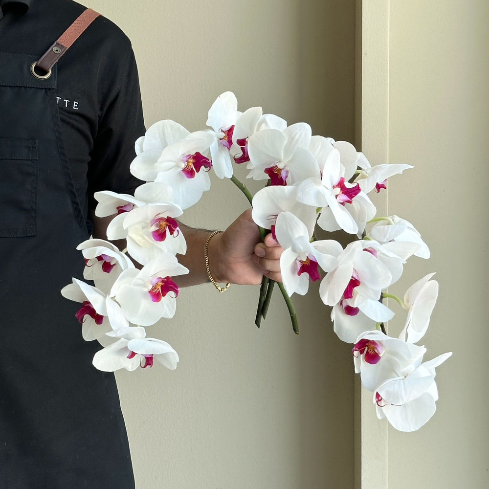 Phalaenopsis Orchid Mini - Ivory Grace Mix (3 stem)