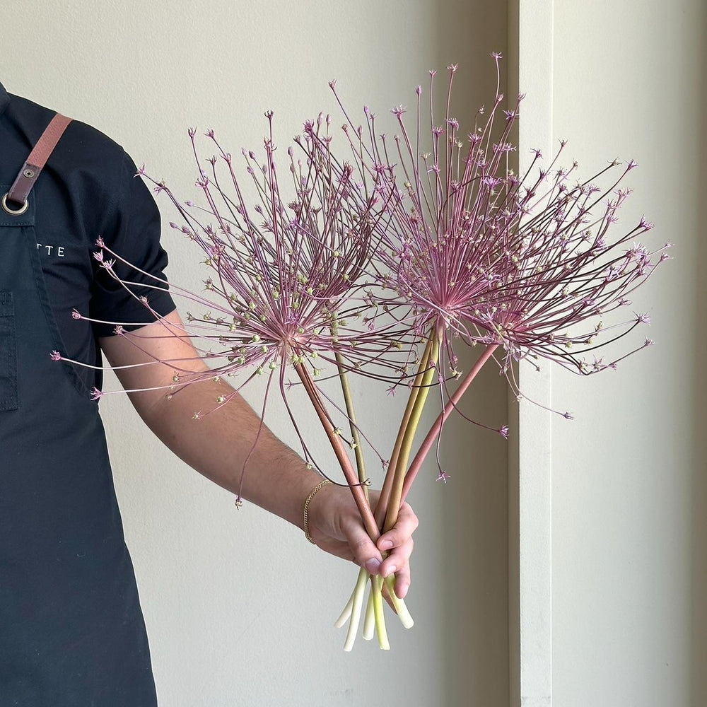 Allium Schubertii (5 Stem)