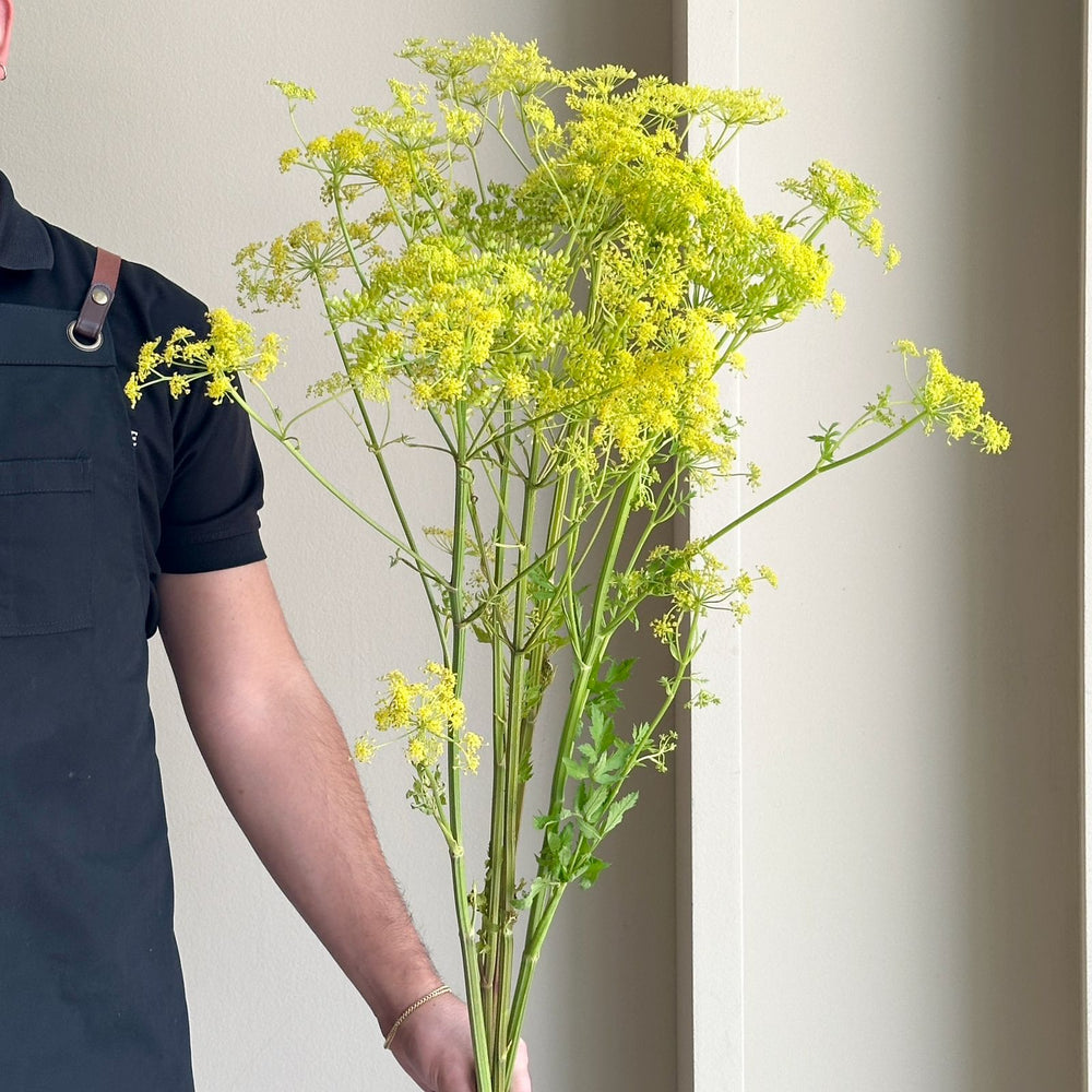 Fennel Flower Branch (Foeniculum Vulgare)(70cm)