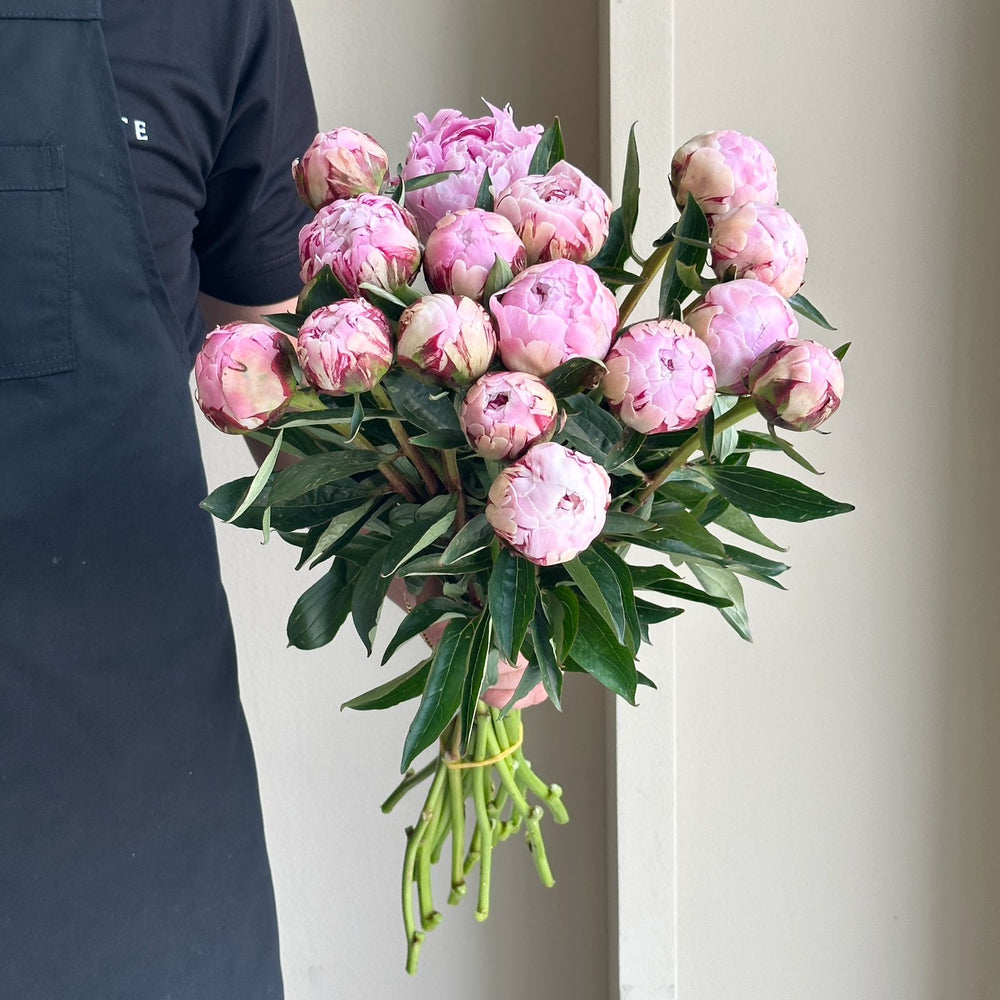 Peonies - Sarah Bernhardt Pink Mini (15 Stem)
