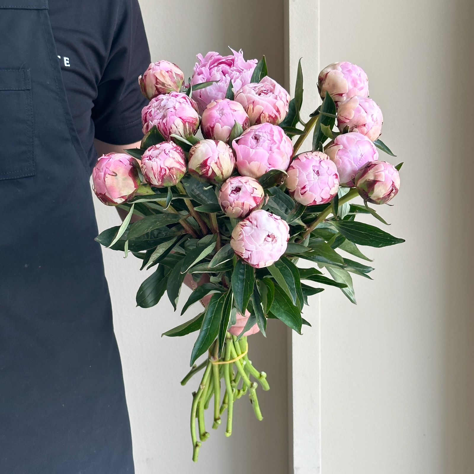 Peonies - Sarah Bernhardt Pink Mini (15 Stem)