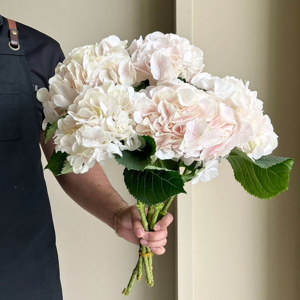 Hydrangeas - Sweet Verena Light Pink