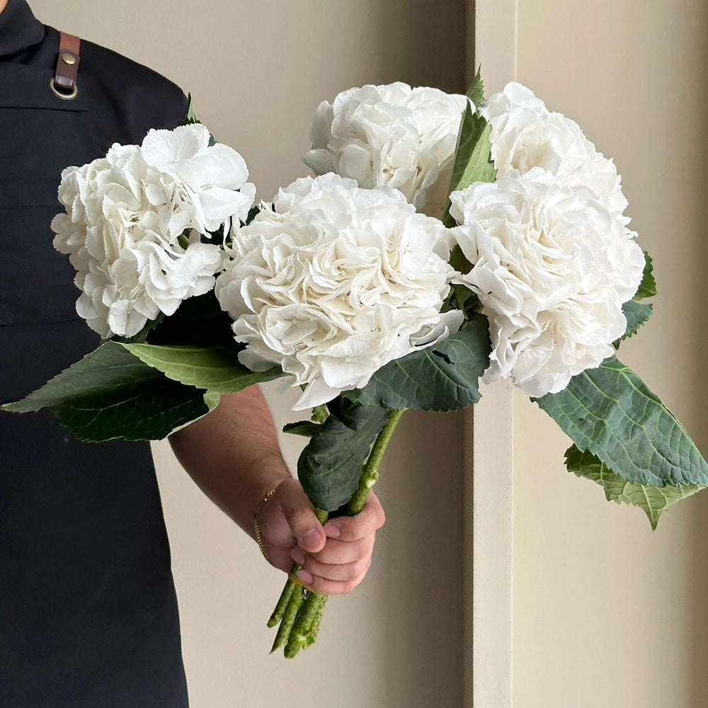 Hydrangeas - Schneeball White