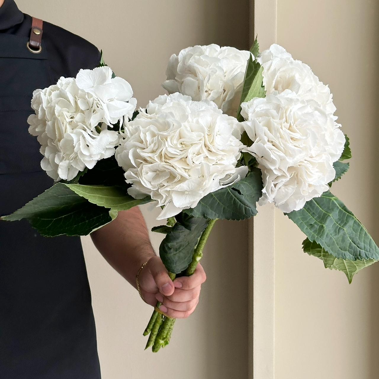 Hydrangeas - Schneeball White