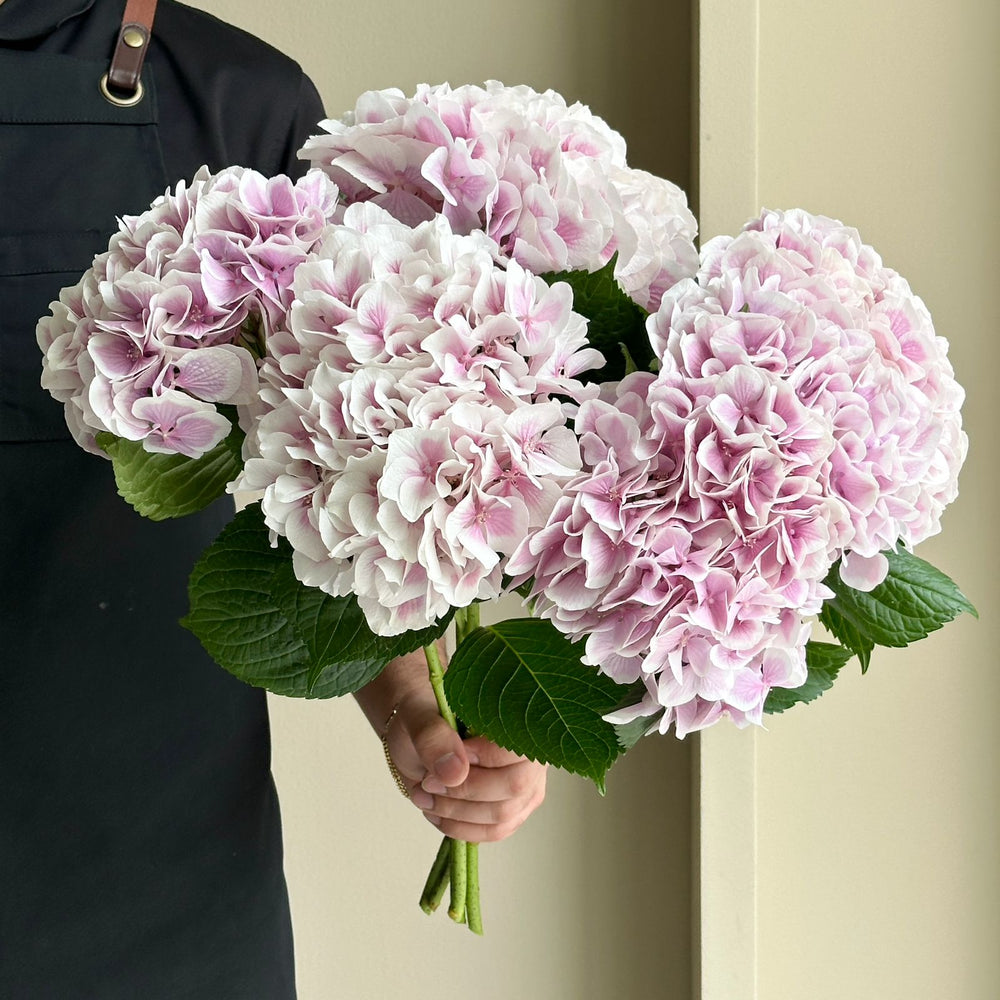 Hydrangeas - Dutch Lavender
