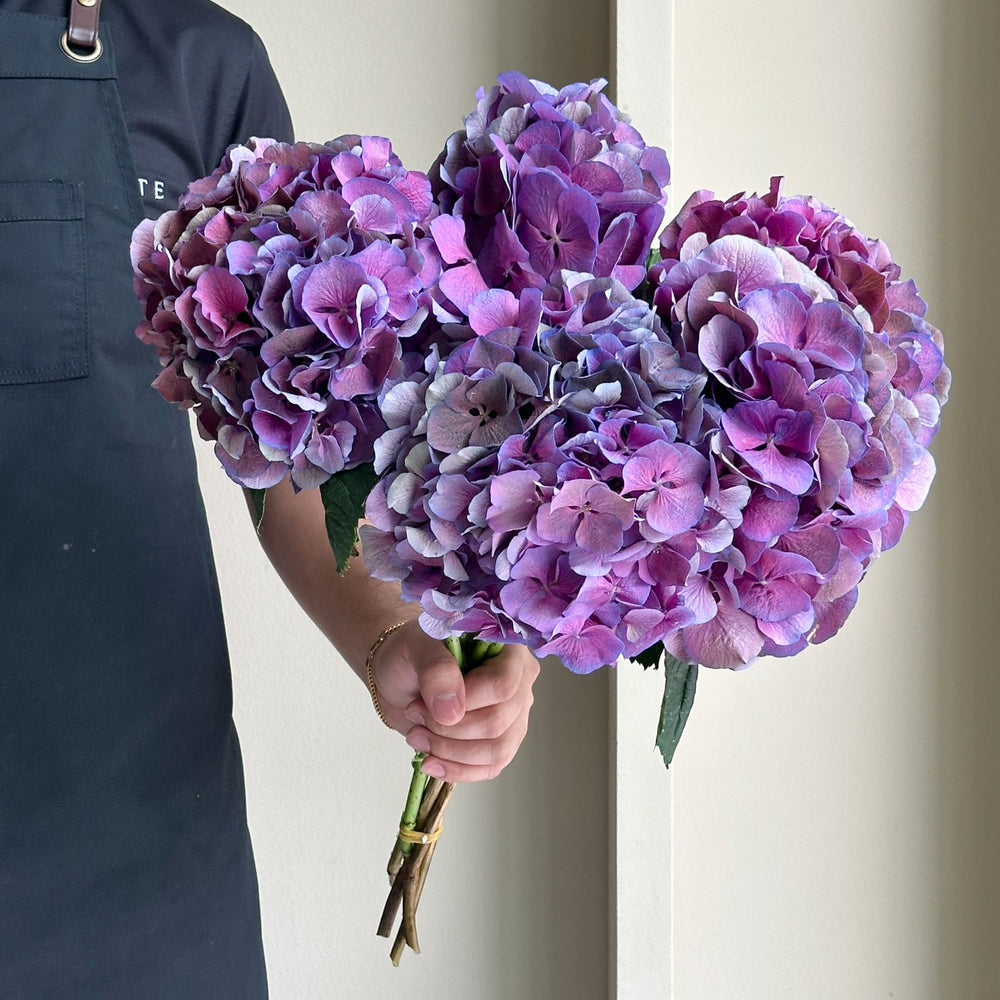 Hydrangea - Saint Tropez