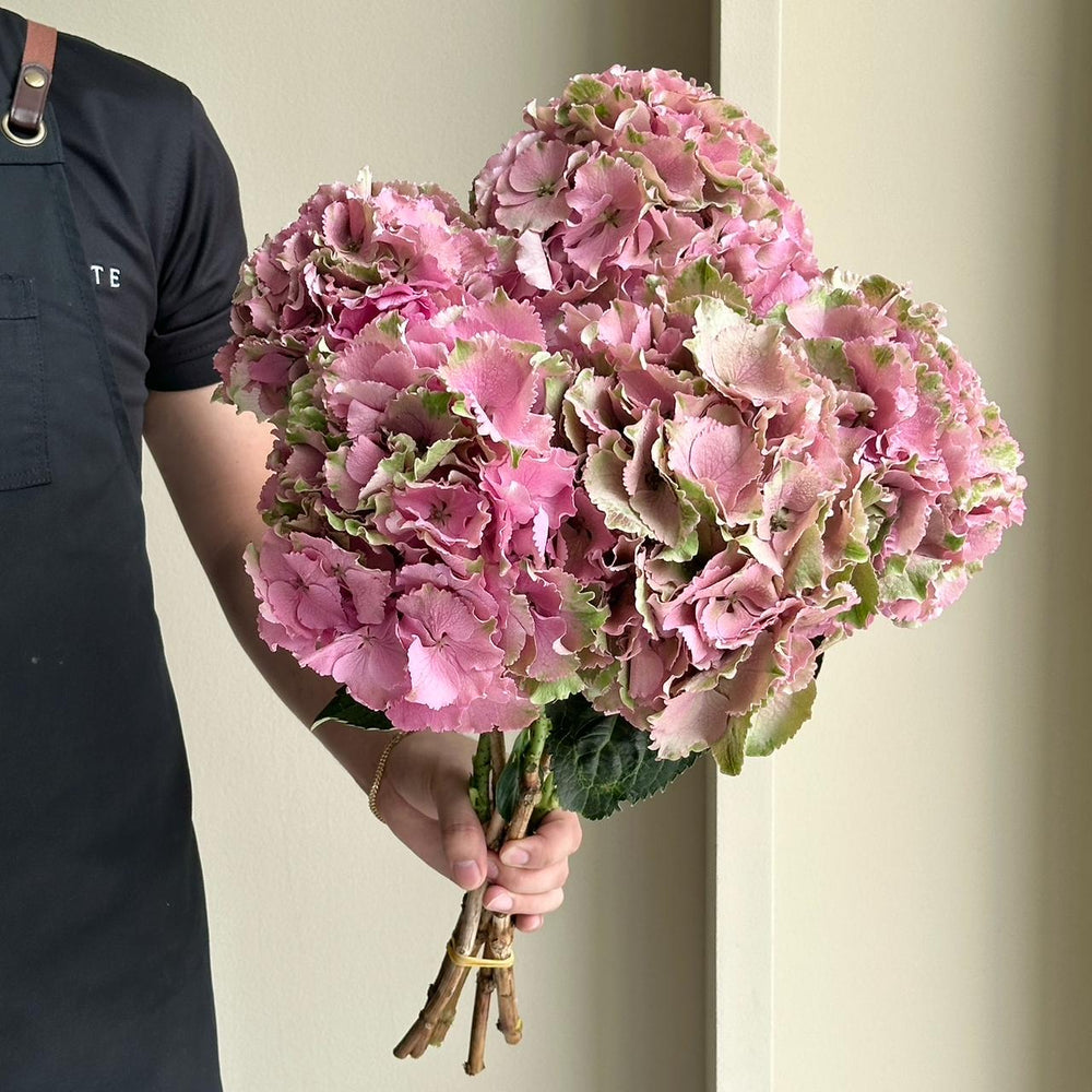 Hydrangeas - Royal Palace Classic